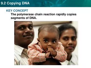 KEY CONCEPT The polymerase chain reaction rapidly copies segments of DNA.