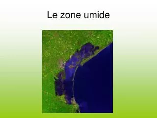 le zone umide