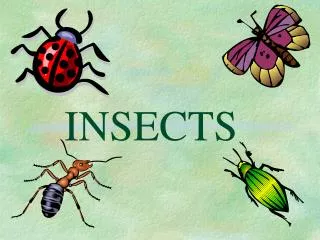 INSECTS