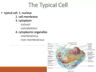 The Typical Cell