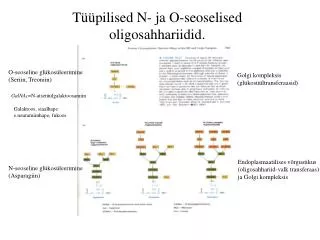 t pilised n ja o seoselised oligosahhariidid