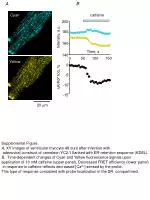 Exploring Calcium Dynamics in Ventricular Myocytes Using Cameleon YC2.1 and Caffeine Stimulation - slide 1