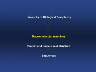 Hierarchy of Biological Complexity Macromolecular machines Protein and nucleic acid structure