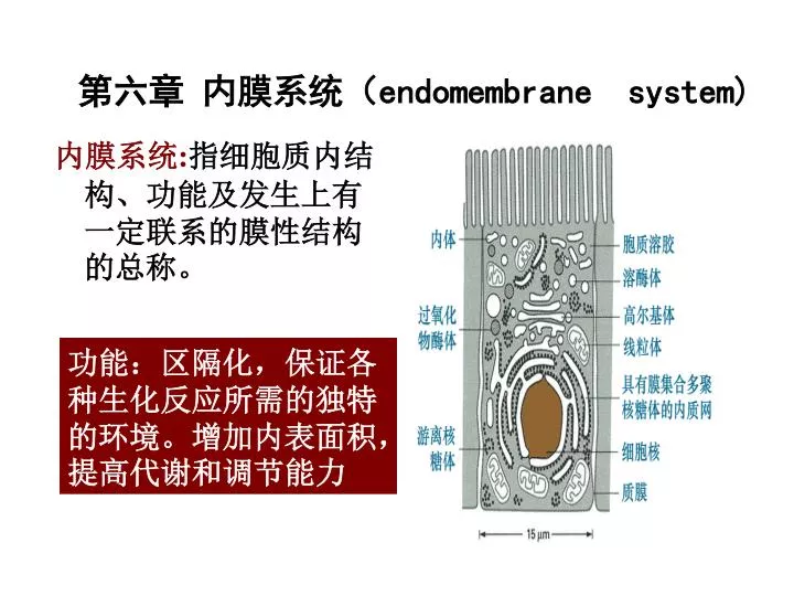 endomembrane system