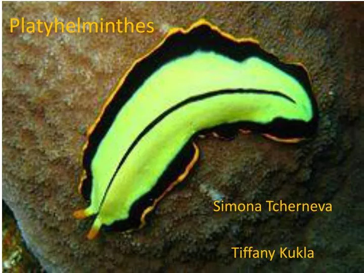 platyhelminthes