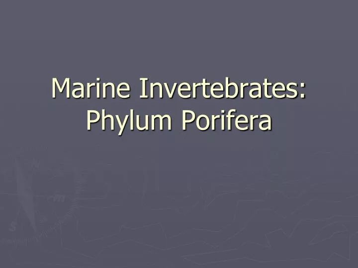 marine invertebrates phylum porifera