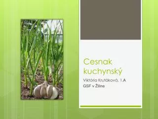 cesnak kuchynsk