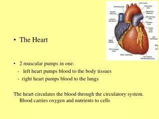 The Heart 2 muscular pumps in one: - left heart pumps blood to the body tissues