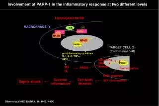 Involvement of PARP-1 in the inflammatory response at two different levels