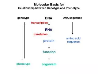 Molecular Basis for Relationship between Genotype and Phenotype