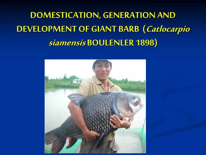 domestication generation and development of giant barb catlocarpio siamensis boulenler 1898