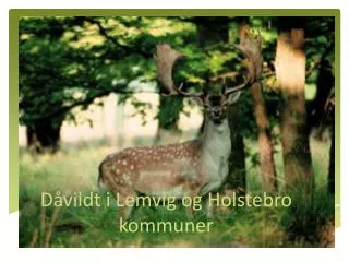 d vildt i lemvig og holstebro kommuner