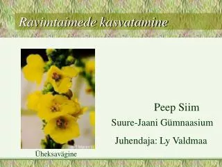 ravimtaimede kasvatamine
