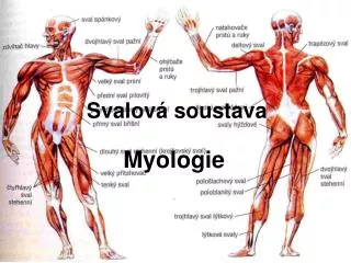 svalov soustava