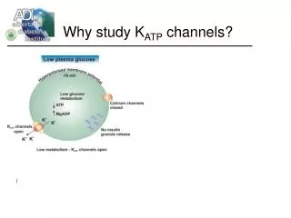 why study k atp channels