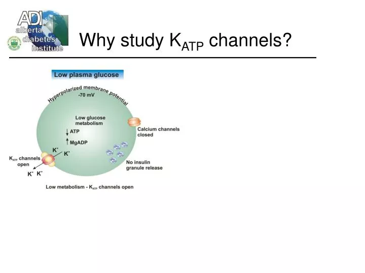 why study k atp channels