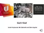 Gull ≠ Dull