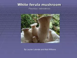 White ferula mushroom Pleurotus nebrodensis