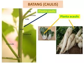 batang caulis