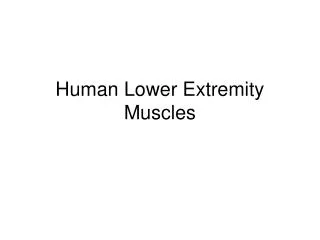 Human Lower Extremity Muscles