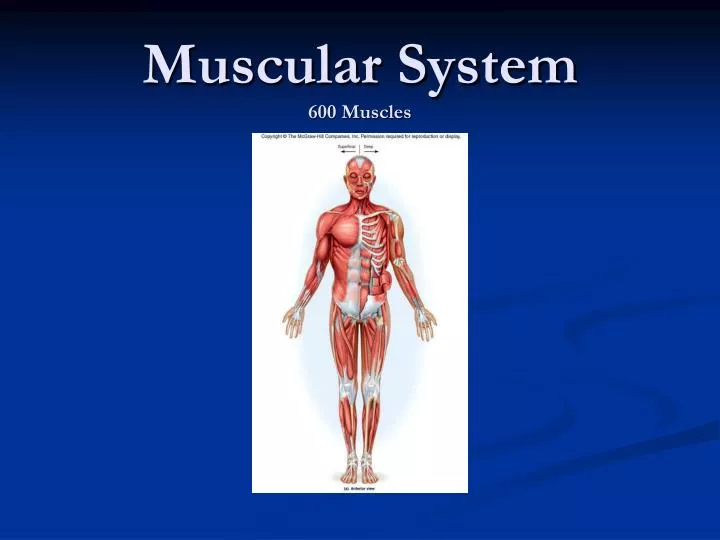 muscular system 600 muscles