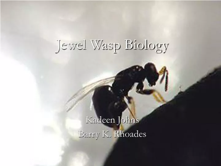 jewel wasp biology