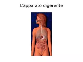 l apparato digerente