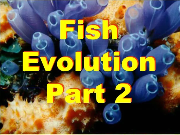 fish evolution part 2