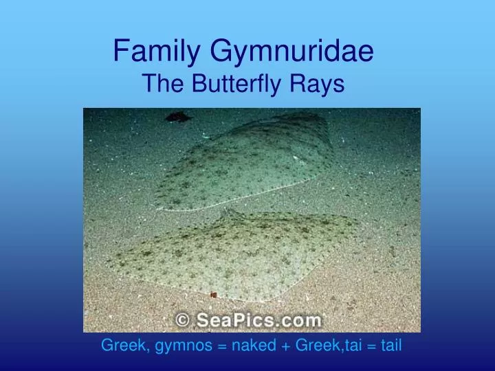 family gymnuridae the butterfly rays