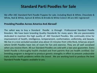 standard parti poodles for sale