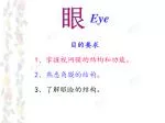 Eye - slide 1
