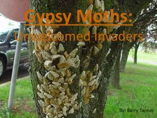 Gypsy Moths: Unwelcomed Invaders