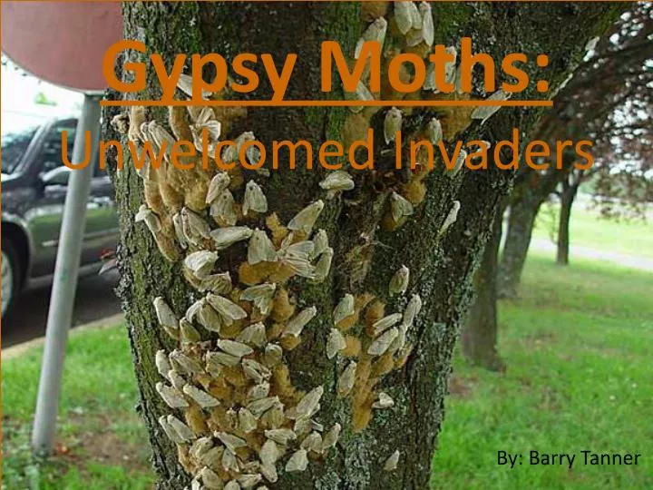 gypsy moths unwelcomed invaders
