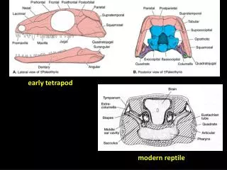 modern reptile