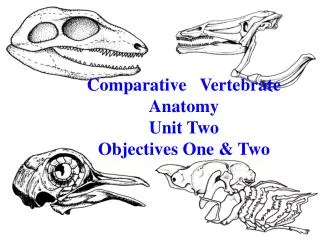 Comparative Vertebrate Anatomy Unit Two Objectives One &amp; Two