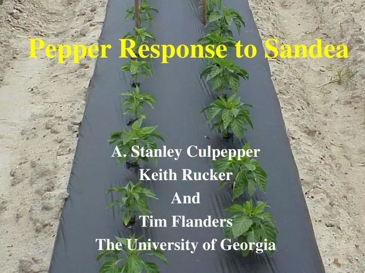 pepper response to sandea