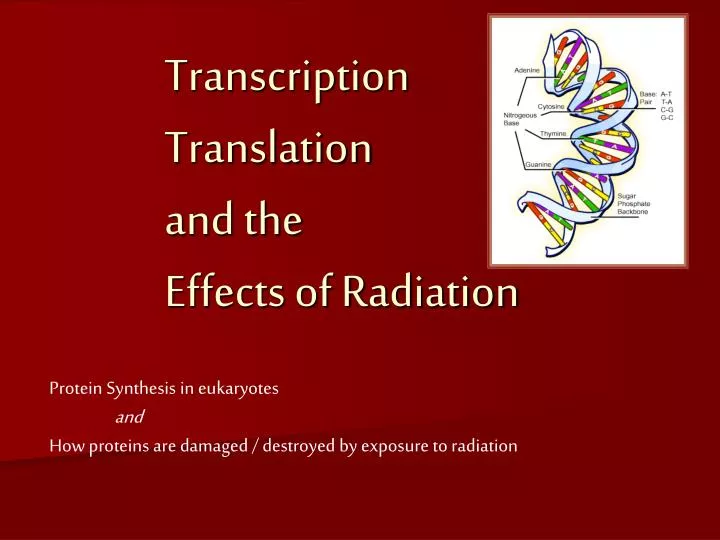 transcription translation and the effects of radiation