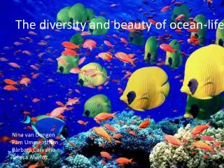 The diversity and beauty of ocean-life