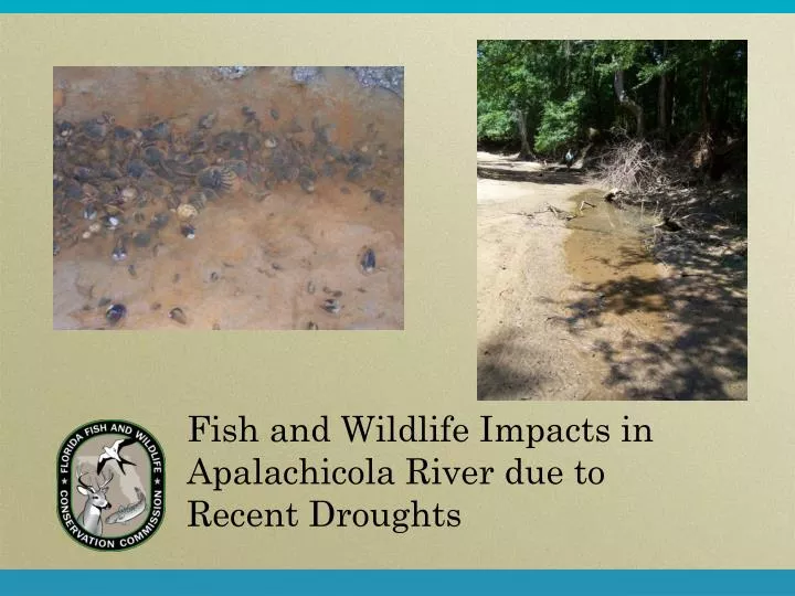 fish and wildlife impacts in apalachicola river due to recent droughts