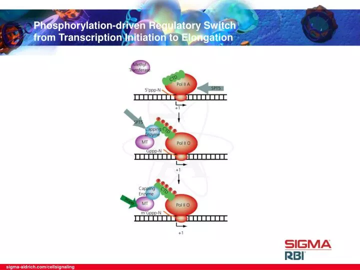 phosphorylation driven regulatory switch from transcription initiation to elongation
