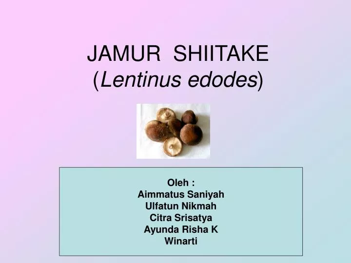 jamur shiitake lentinus edodes