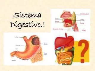 sistema digestivo