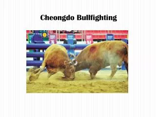 Cheongdo Bullfighting