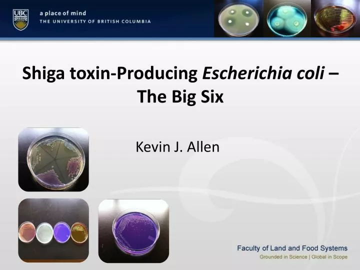 shiga toxin producing escherichia coli the big six