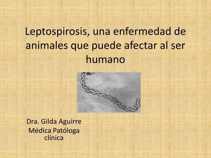 leptospirosis una enfermedad de animales que puede afectar al ser humano