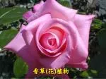 香草 ( 花 ) 植物 - slide 1