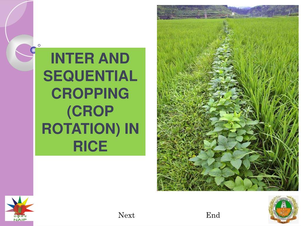 PPT - INTER AND SEQUENTIAL CROPPING (CROP ROTATION) IN RICE PowerPoint ...