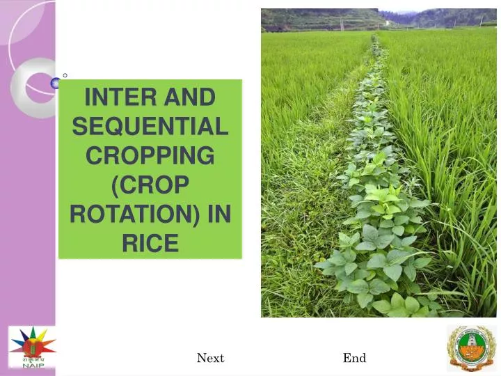 inter and sequential cropping crop rotation in rice
