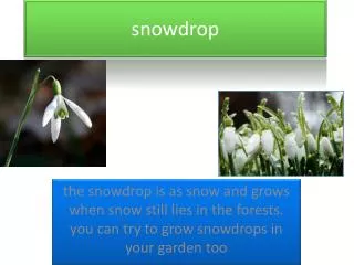 snowdrop