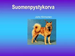 suomenpystykorva